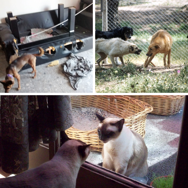 Imagen Perros y gatos mal comportamiento